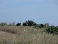 003_Etosha_Strausse