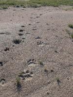 004_Etosha 