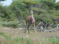 005_Etosha_Kudu 