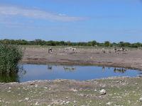 006_Etosha_Zebras