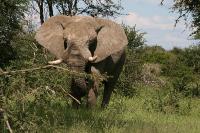 007_Etosha_Elefant