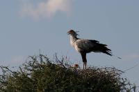 009_Etosha_Sekretaer