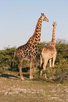 010_Etosha_Giraffen