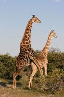 011_Etosha_Giraffen