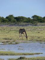 012_Etosha_Giraffen