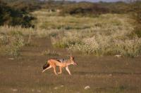 014_Etosha_Schakal