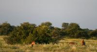 015_Etosha_Loewe_Hyaene 