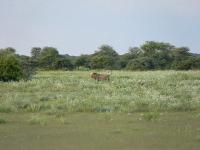 016_Etosha_Loewe