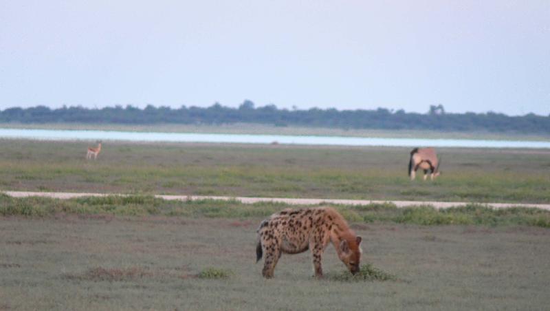 002_Etosha_Hyaene 