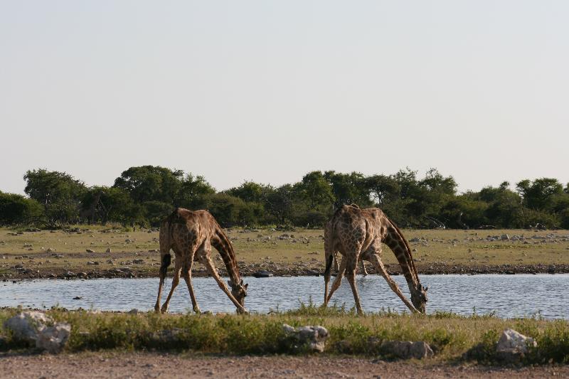 004_Etosha_Giraffen 