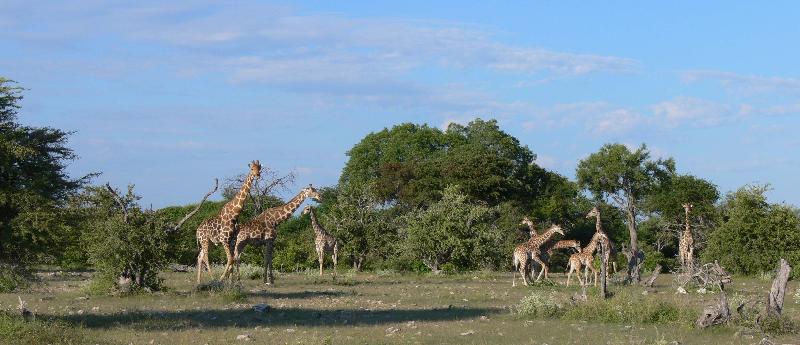 005_Etosha_Giraffen 