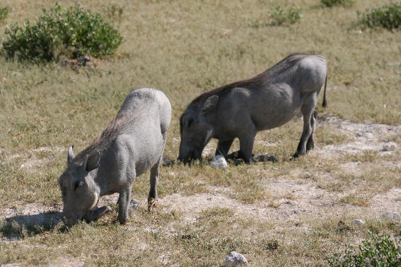 007_Etosha_Warthog 