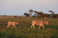 001_Etosha_Zebras