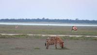 002_Etosha_Hyaene