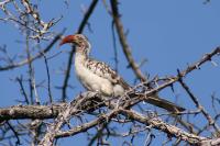 003_Etosha