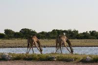 004_Etosha_Giraffen 