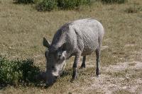 006_Etosha_Warthog 