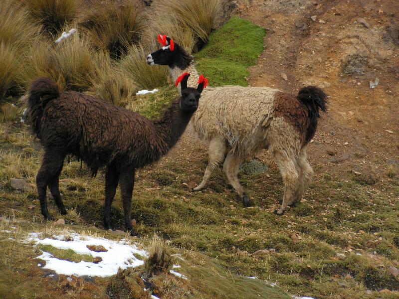 2427A_Ayacucho2Pisco 