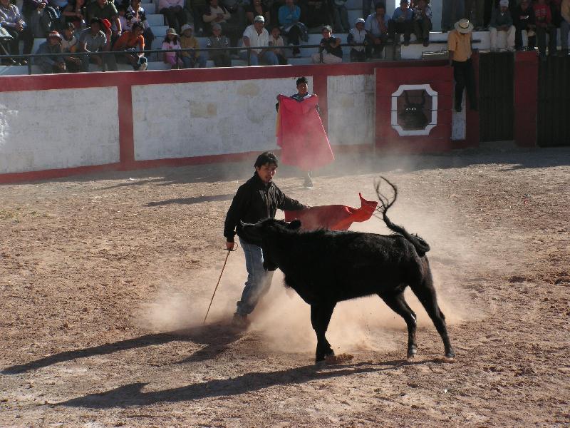 1179A_Andaray_toros 