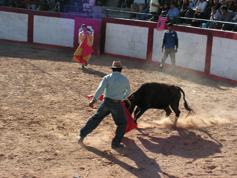 1186A_Andaray_toros 