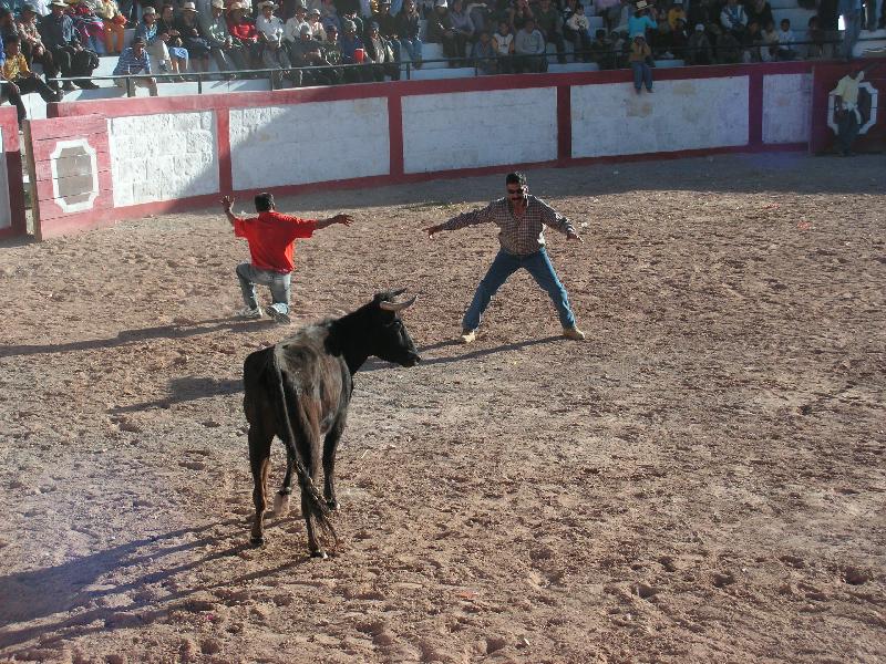 1196A_Andaray_toros 