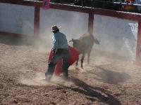 1189A_Andaray_toros