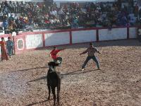 1195A_Andaray_toros