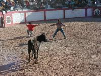 1196A_Andaray_toros 