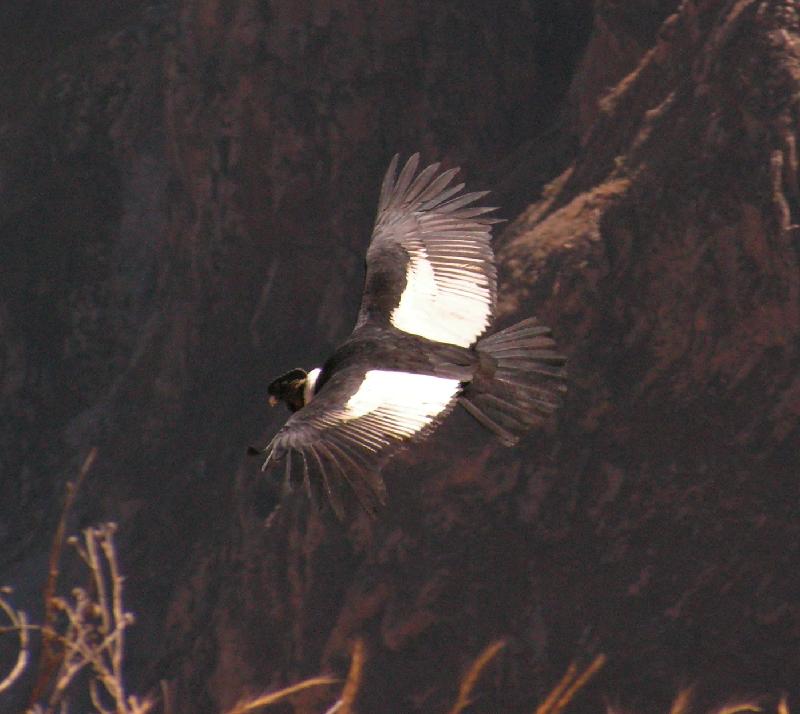 1461A_Cruz_del_Condor 