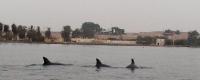 0738A_I_Ballestas_Delfines