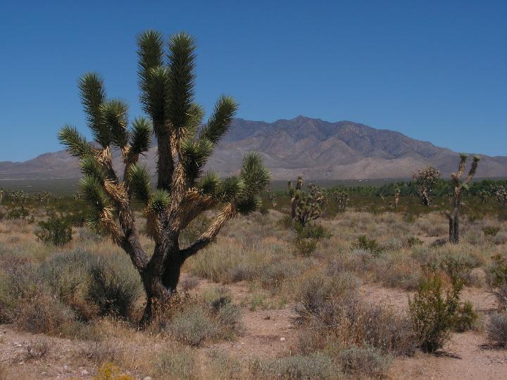 3752_Mojave_NP 