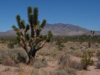 3752_Mojave_NP